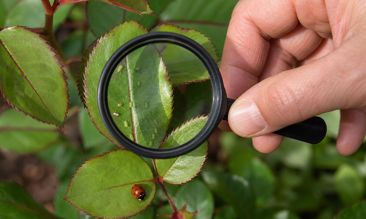 Plant Diseases & Pest Control