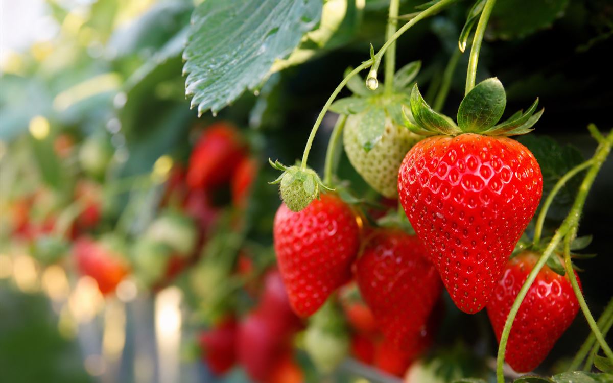 Fruit Plants gardening guide featured image