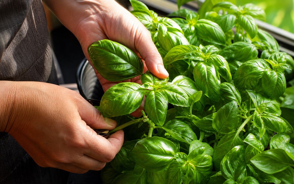 Herbs gardening guide featured image