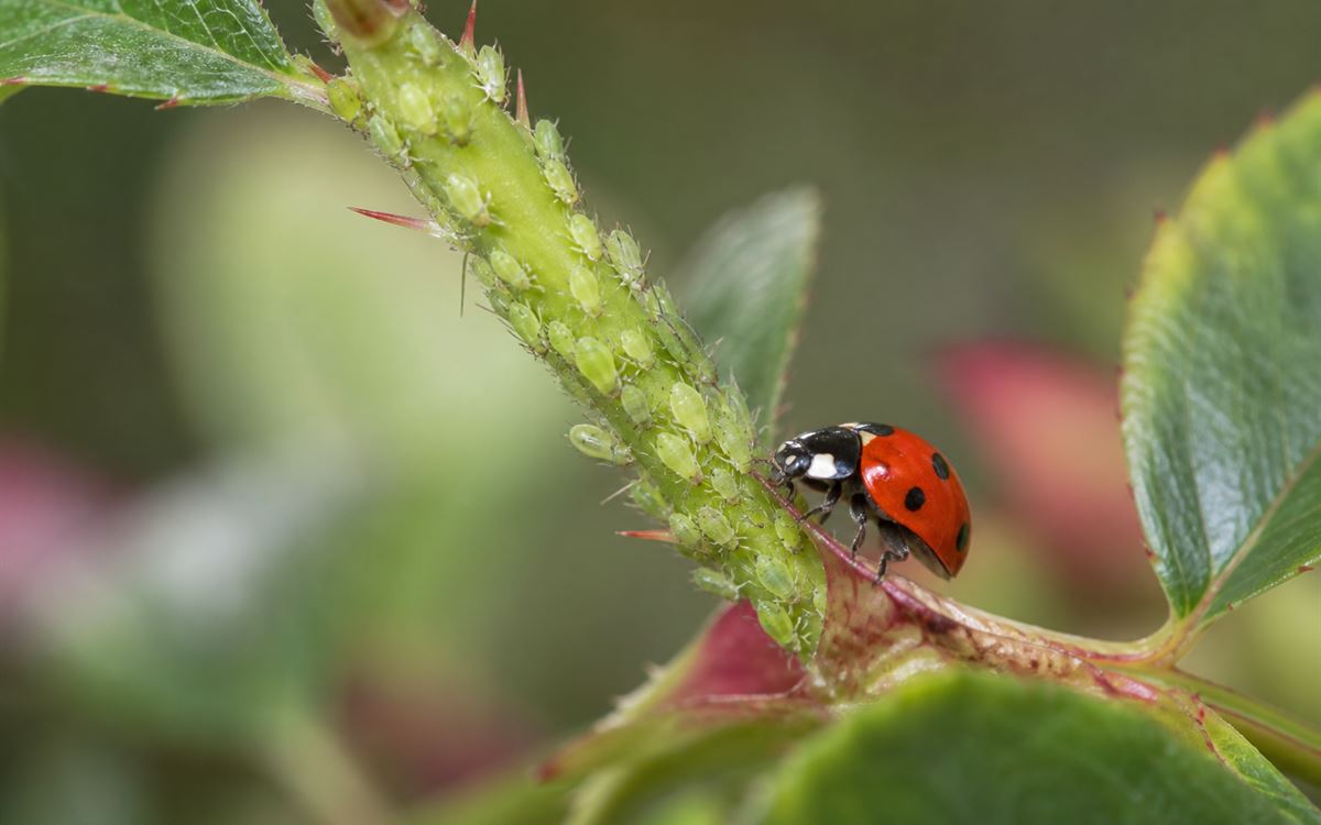 Natural Aphid Control: 10 Effective Methods